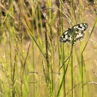 Marbled White wideangle 6 OLYMPUS DIGITAL CAMERA